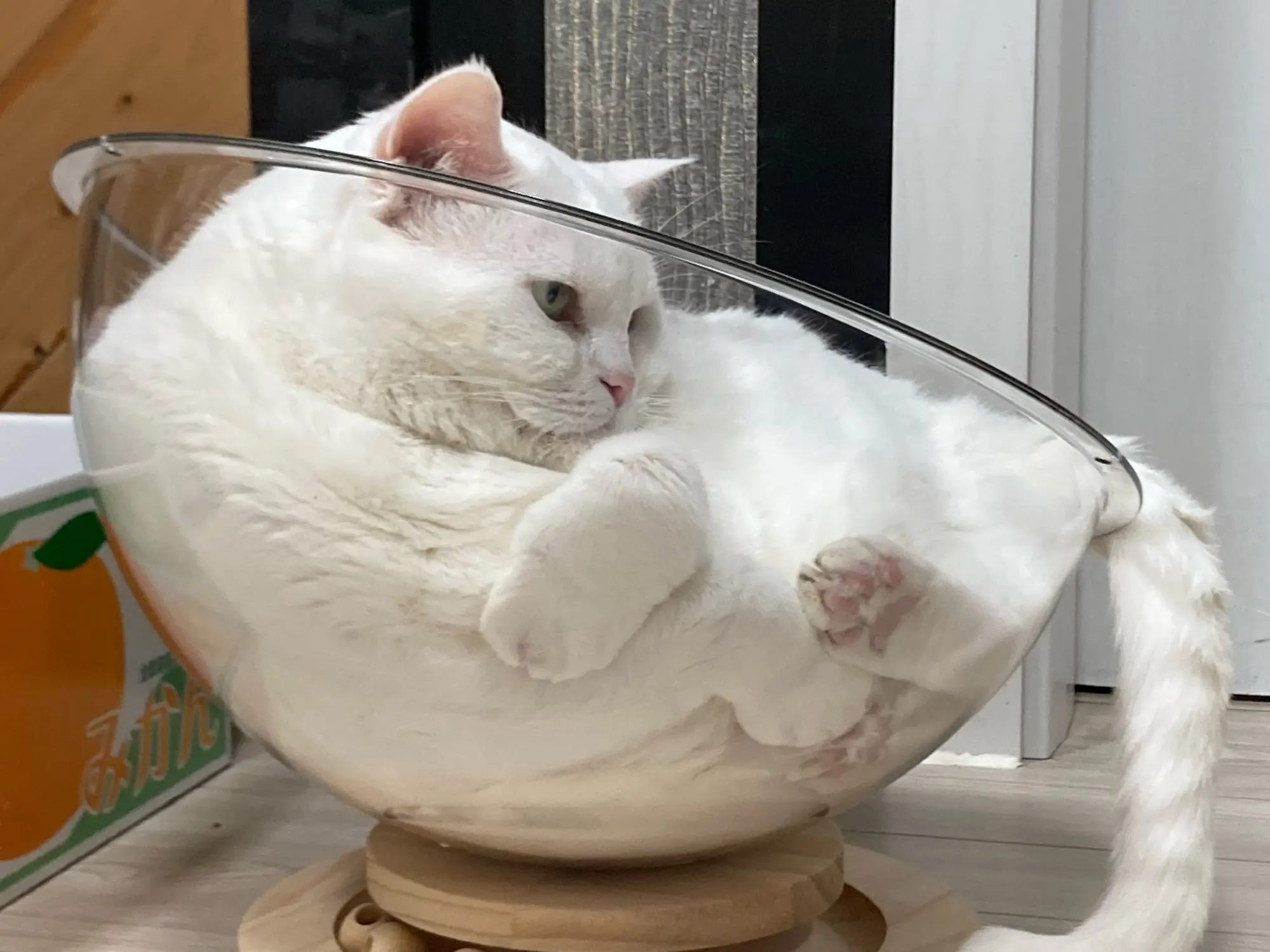 Transparent Capsule Cat Bed: Elegant All-Season Comfort photo review