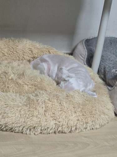 Cozy Round Pet Bed in Stylish Gradient for Large Dogs photo review