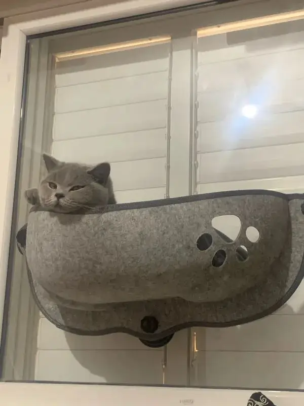Cozy Cat Hammock with Suction Cups – Elevated Sunbathing Bed photo review