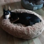 Cozy Plush Cat Bed for Ultimate Warmth & Comfort photo review