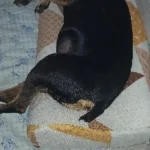 Cozy Plush Cat Bed for Ultimate Warmth & Comfort photo review