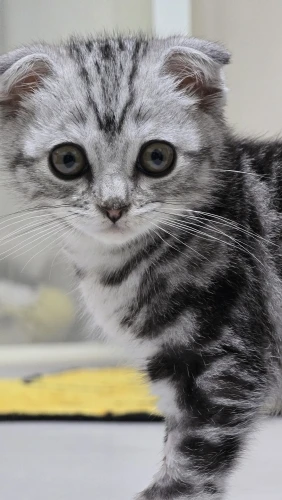 Ultra Cozy Fluffy White Round Rug for Chic Home Decor photo review
