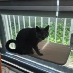 Sunshine Bliss: Foldable Suction Cup Cat Hammock Bed photo review