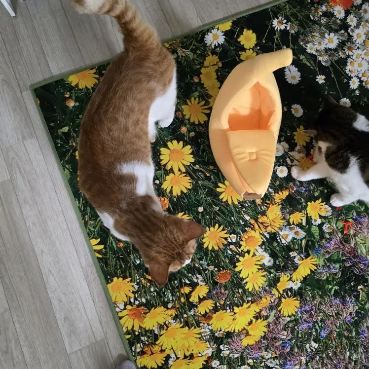 Cozy Banana Cat Bed: Cute & Portable Pet House for Cats photo review