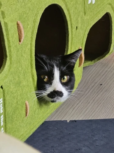 Cozy Felt Donut Cat Bed & Tunnel - Interactive Play Haven photo review