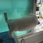 Sunshine Bliss: Foldable Suction Cup Cat Hammock Bed photo review