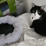 Cozy Plush Cat Bed for Ultimate Warmth & Comfort photo review