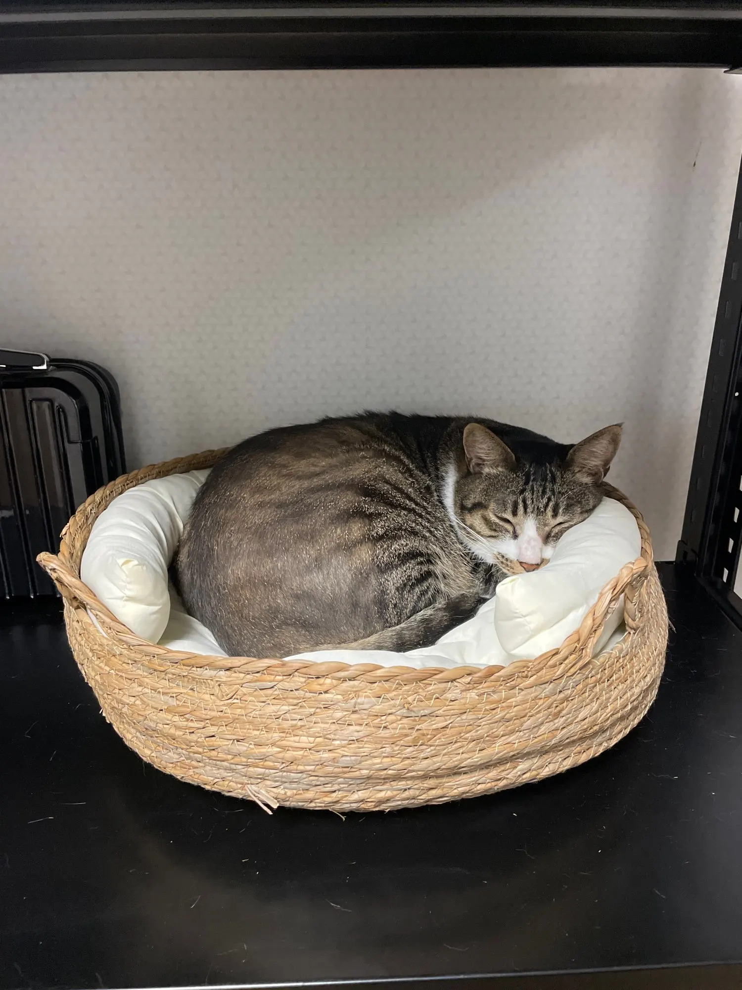 Cozy Four Seasons Handmade Cat Nest - Washable & Detachable photo review