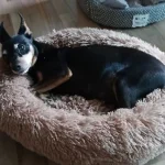 Cozy Plush Cat Bed for Ultimate Warmth & Comfort photo review