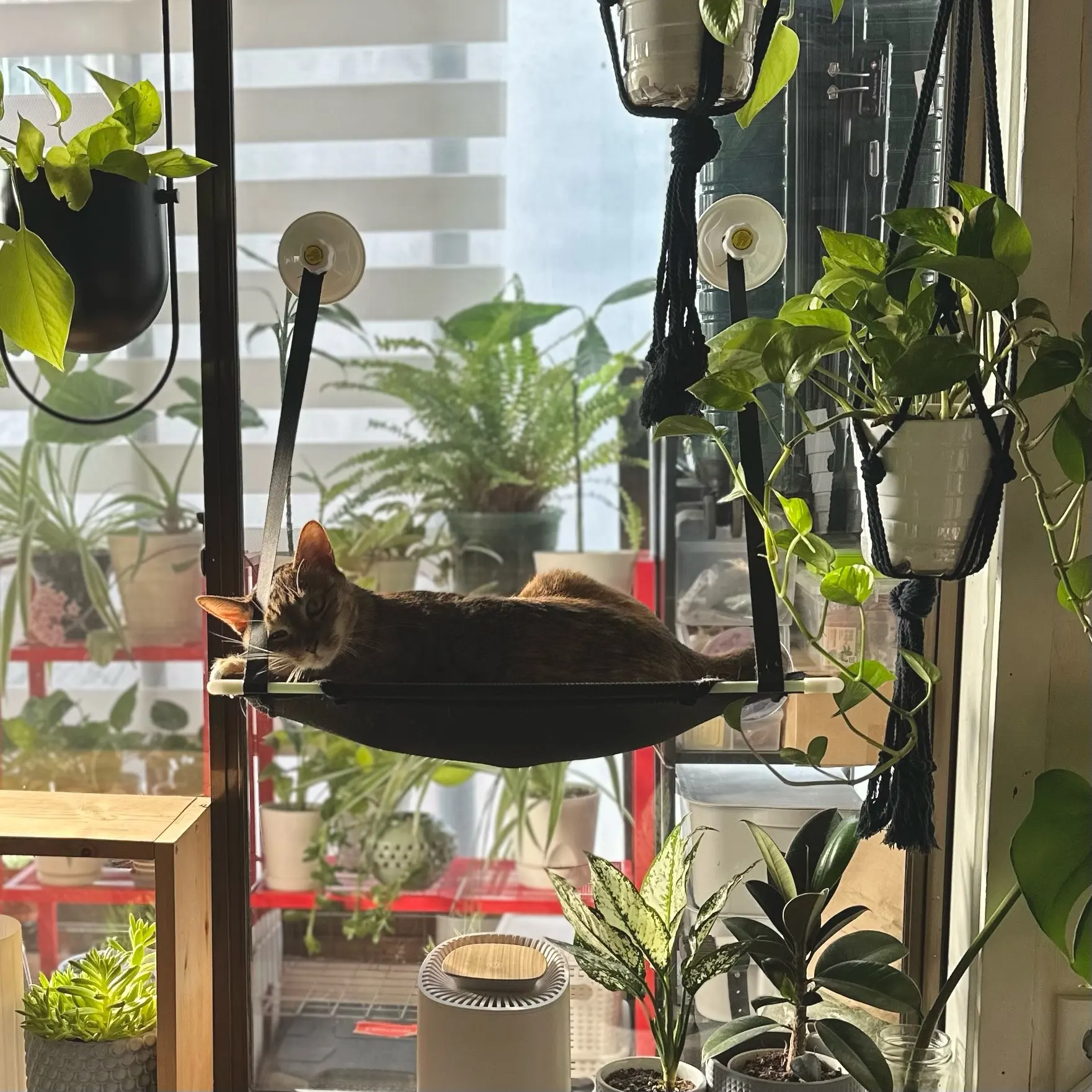 Breathable Cat Hammock with Suction Cups for Sunbathing Bliss photo review