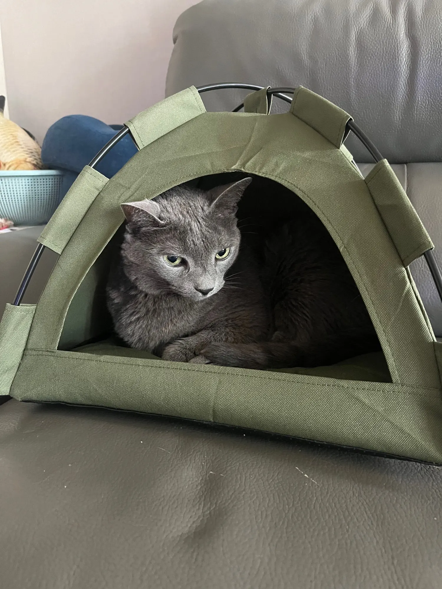 Cozy Clamshell Cat Tent Bed for Ultimate Winter Comfort photo review