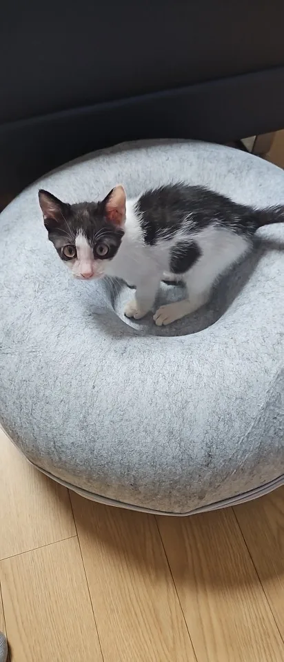 Cozy Dual Cat Bed & Tunnel - Interactive Plush Nest photo review