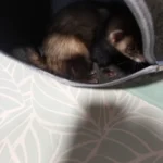 Cozy Dual Cat Bed & Tunnel - Interactive Plush Nest photo review