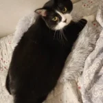 Cozy Plush Cat Bed for Ultimate Warmth & Comfort photo review