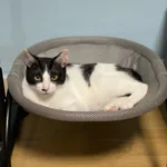 Cooling Cat Hammock Bed - Breathable Pet Lounge for Comfort photo review