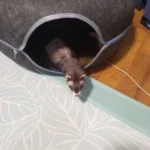 Cozy Dual Cat Bed & Tunnel - Interactive Plush Nest photo review