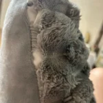 Cozy Cream Pineapple Turtle Plush Pillowcase for Home Decor photo review