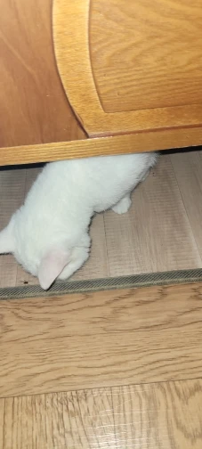 Breathable Cat Hammock with Suction Cups for Sunbathing Bliss photo review