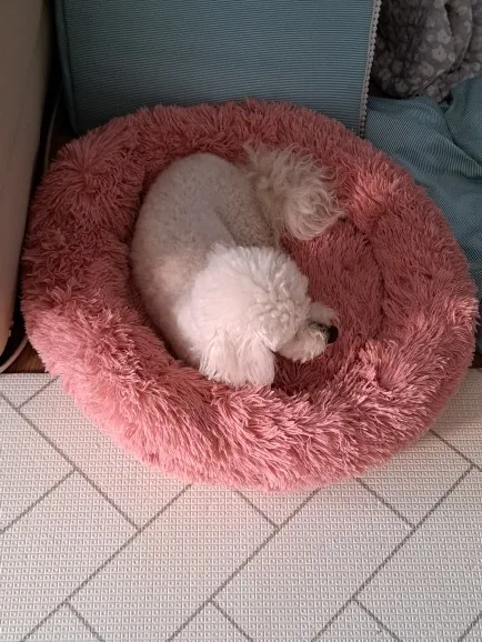 Cozy Round Pet Bed in Stylish Gradient for Large Dogs photo review