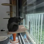 Sunshine Bliss: Foldable Suction Cup Cat Hammock Bed photo review