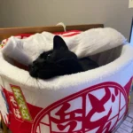 Cozy Noodle-Shaped Pet Bed: Plush, Breathable & Versatile Home photo review