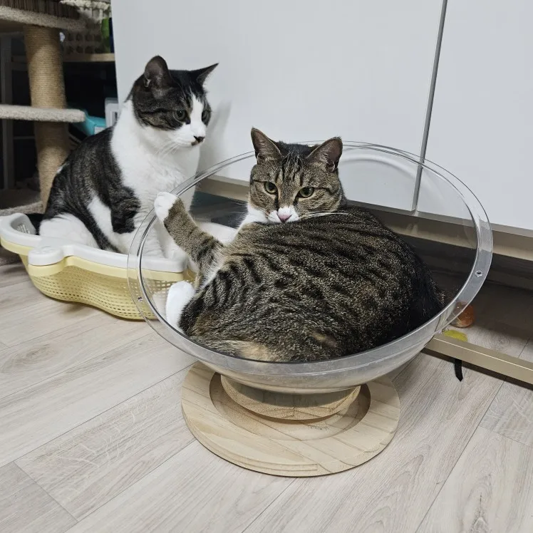 Transparent Capsule Cat Bed: Elegant All-Season Comfort photo review