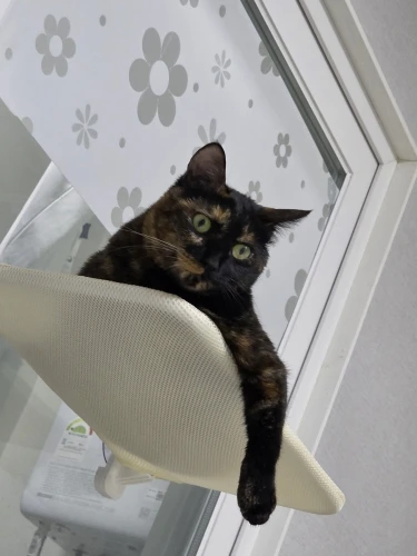 Sunshine Bliss: Foldable Suction Cup Cat Hammock Bed photo review