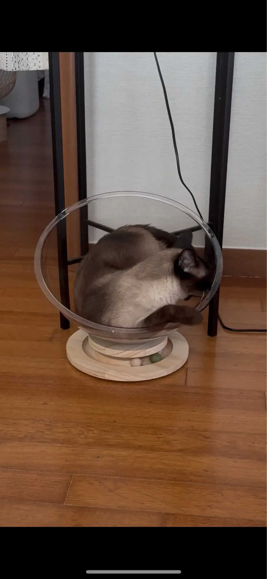 Transparent Capsule Cat Bed: Elegant All-Season Comfort photo review