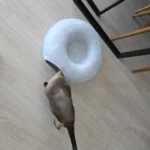 Cozy Felt Donut Cat Bed & Tunnel - Interactive Play Haven photo review