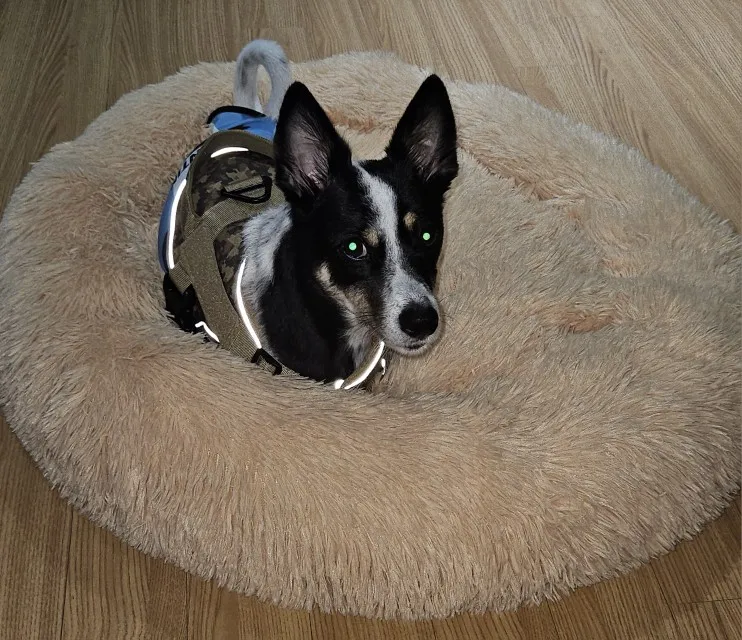 Cozy Round Pet Bed in Stylish Gradient for Large Dogs photo review