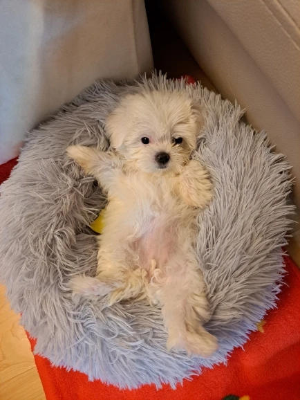 Cozy Plush Cat Bed for Ultimate Warmth & Comfort photo review