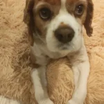 Cozy Round Pet Bed in Stylish Gradient for Large Dogs photo review