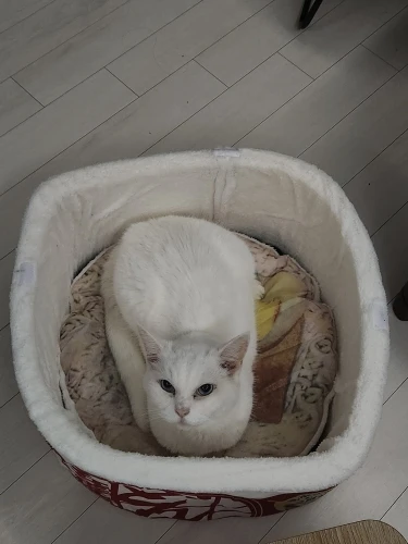 Cozy Instant Noodle Pet Bed for Dogs and Cats - Warm Nest photo review