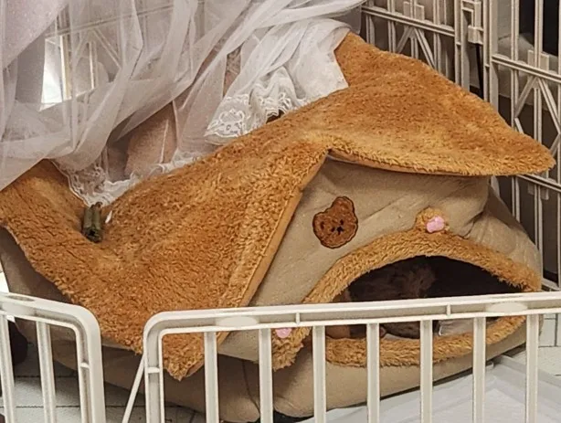 Cozy Foldable Pet House: Washable Cave for Cats & Small Dogs photo review