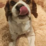 Cozy Round Pet Bed in Stylish Gradient for Large Dogs photo review