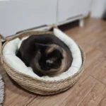 Cozy Four Seasons Handmade Cat Nest - Washable & Detachable photo review