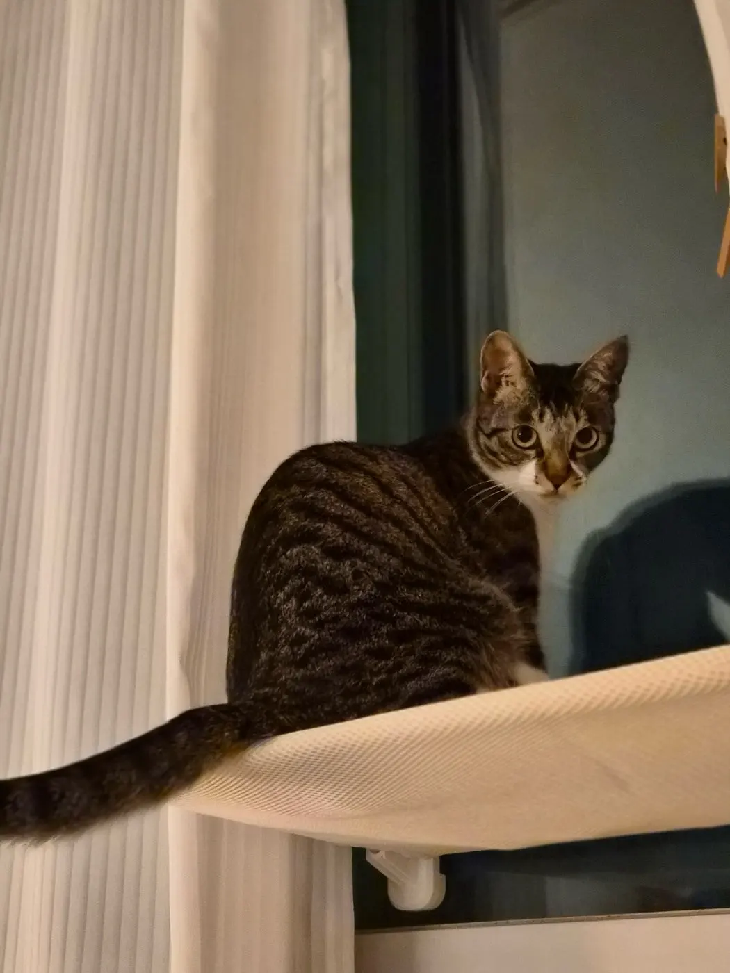 Sunshine Bliss: Foldable Suction Cup Cat Hammock Bed photo review