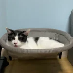 Cooling Cat Hammock Bed - Breathable Pet Lounge for Comfort photo review