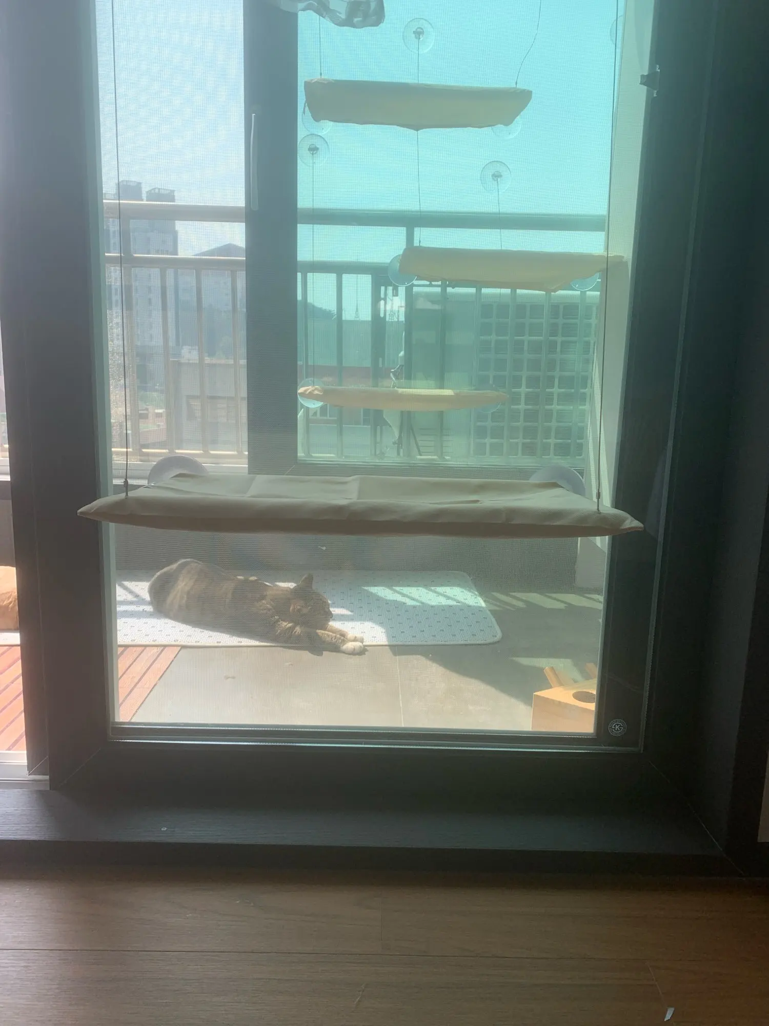 Sunny Cat Hammock Bed - Cozy Aerial Window Nest for Cats photo review