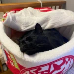 Cozy Noodle-Shaped Pet Bed: Plush, Breathable & Versatile Home photo review