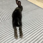 Elegant Nordic Grey Area Rug for Modern Living Spaces 200 x300 photo review