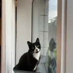 Cozy Cat Hammock with Suction Cups – Elevated Sunbathing Bed photo review