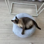 Cozy Felt Donut Cat Bed & Tunnel - Interactive Play Haven photo review