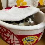 Cozy Noodle-Shaped Pet Bed: Plush, Breathable & Versatile Home photo review
