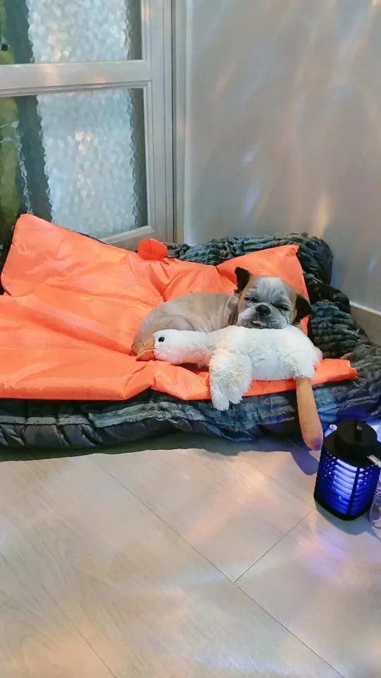 Cozy Corduroy Dog Bed - Detachable & Washable Comfort Mat photo review