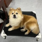 Portable Elevated Dog Bed for Camping & Travel Comfort - Image 6