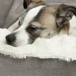 Orthopedic Bed For Dogs Puppy Cat Winter House Warm Mat Cushion Kennel For Indoor Dog Bed Pet Sofa Products Houses And Habitats - Image 2