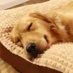 Dogs Sleeping Beds Soft Fleece Pet Blanket Detachable Cat Puppy Mat Cushion for Small Medium Large Dogs Pet Mats Accessories - Image 2