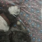 Cozy Flannel Pet Sleeping Mat for Dogs & Cats - 7 Colors Available photo review