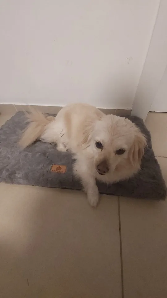 Orthopedic 3 D Foam Dog Bed with Washable Cover & Anti-Slip Base photo review